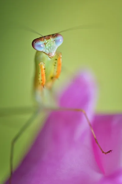 Hierodula Picta nimfa Modliszka makro naturalny — Zdjęcie stockowe