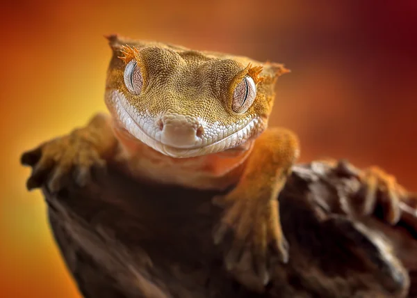 Makro ciliatus Crested gecko/Correlophus — Zdjęcie stockowe