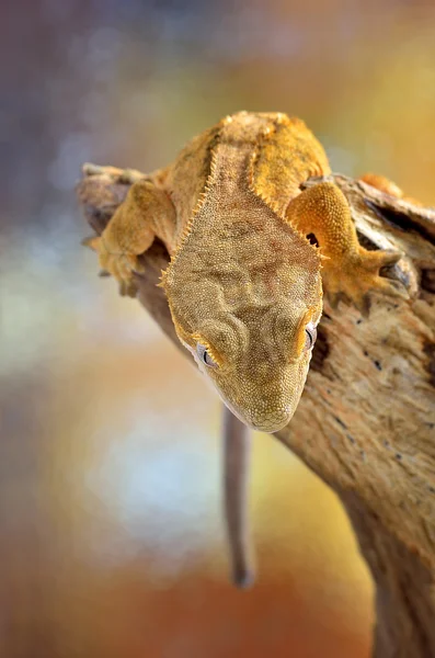 Chocholatý gecko/Correlophus ciliatus makro — Stock fotografie