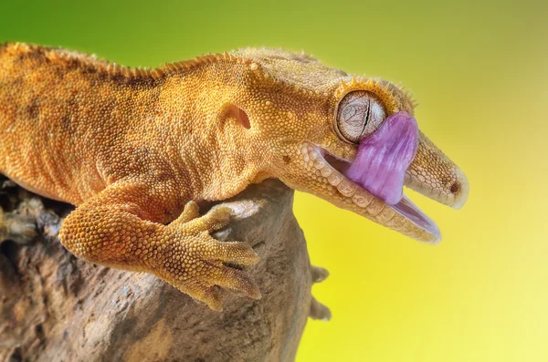 Chocholatý gecko/Correlophus ciliatus makro — Stock fotografie