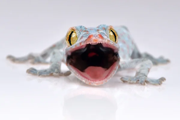 Toke gecko beangstigend macro op witte achtergrond — Stockfoto