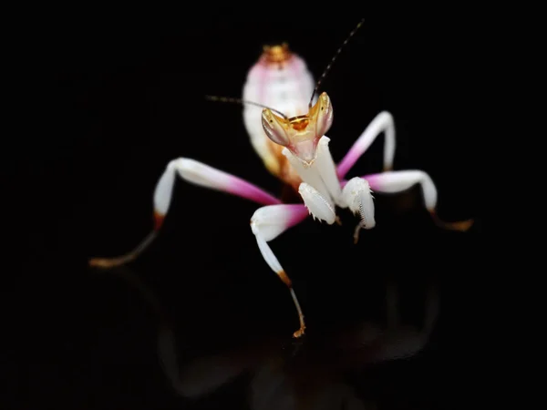 Hymenopus coronatus mantis perisi siyah arka plan üzerine