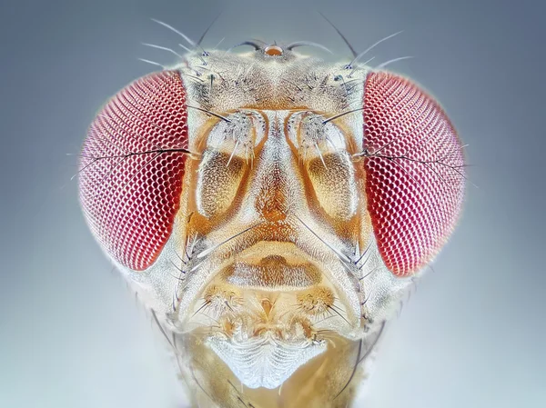 Drosophila melanogaster μύγα των φρούτων ακραία κοντινό μακροεντολής — Φωτογραφία Αρχείου