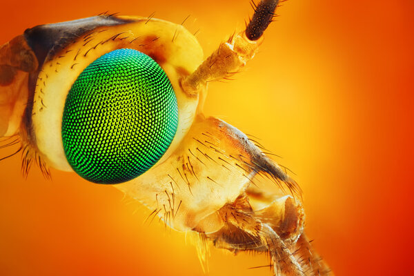 Extreme sharp and detailed closeup of Tipula crane head (Tipula oleracea)