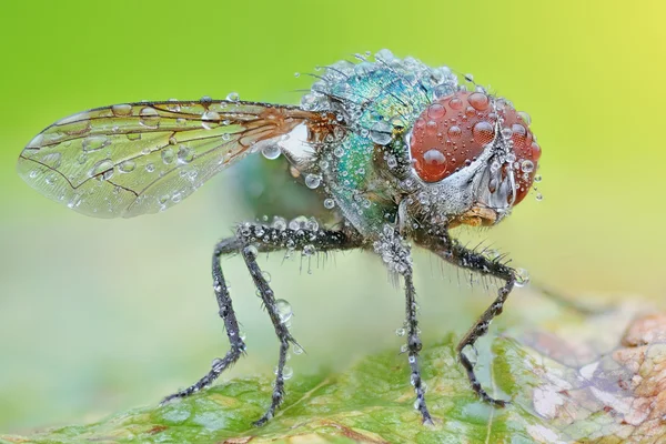 Sharp and detailed photo of Fly (Lucilia Spp. ) with morning dew — Stock Photo, Image