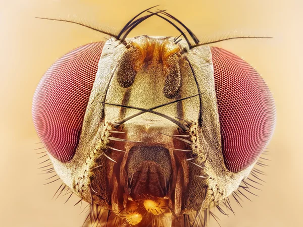 Drosophila melanogaster frutas voar extremo close-up macro — Fotografia de Stock