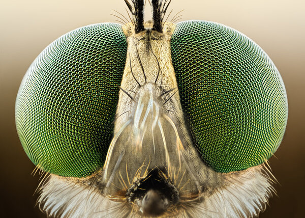 Extreme sharp and detailed macro of robber fly