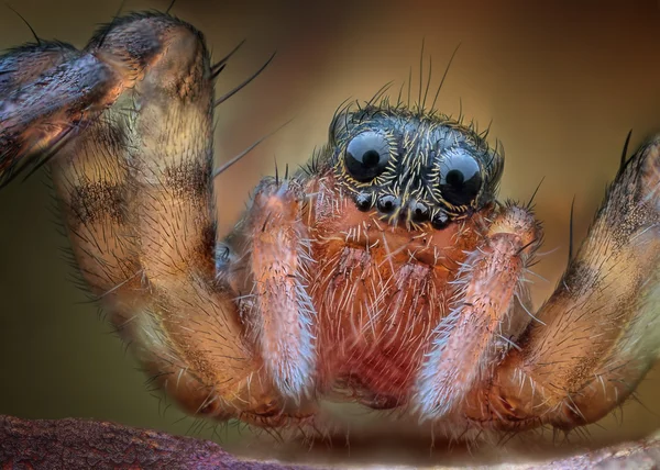 Macro extremo de araña de lobo polaco. Pardosa Spp. — Foto de Stock