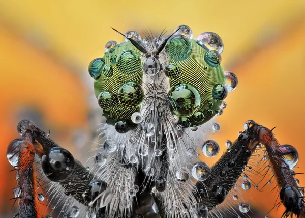 Macro extrema afiada e detalhada de mosca ladrão — Fotografia de Stock