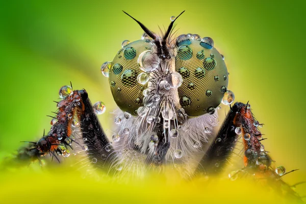 Macro agudo y detallado extremo de la mosca ladrón — Foto de Stock