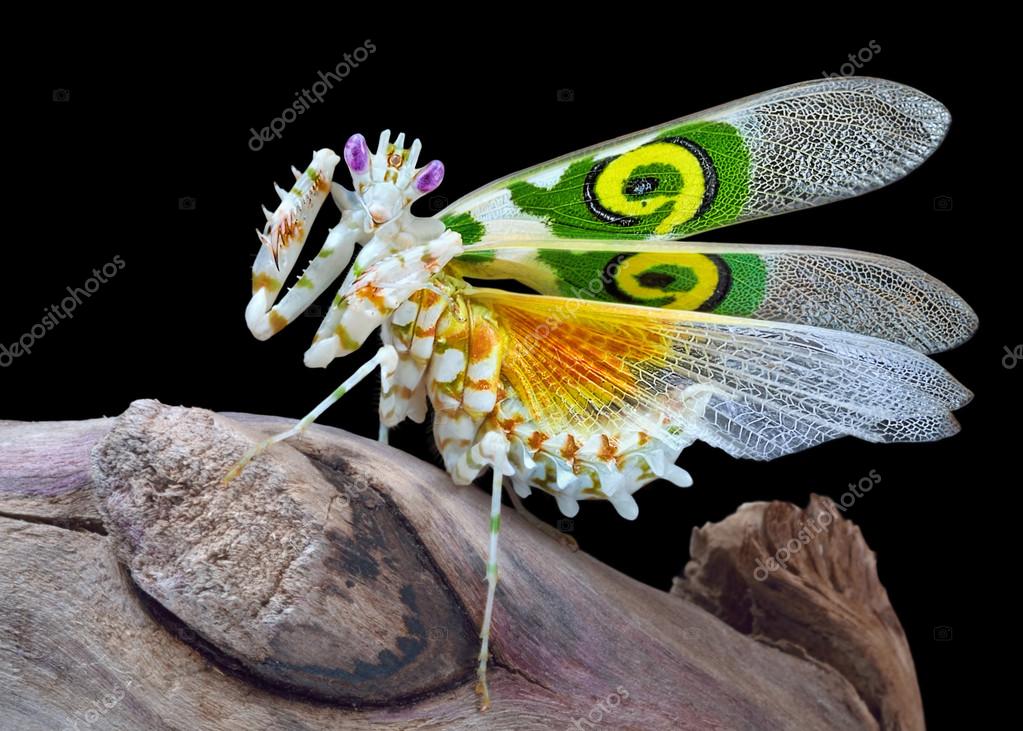 Крылья богомолов. Pseudocreobotra wahlbergi. Богомол Pseudocreobotra wahlbergi. Цветочный богомол Creobroter gemmatus. Бабочка богомол Мантис бабочка.