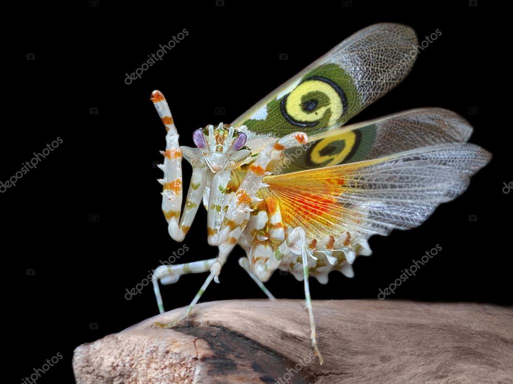 Pseudocreobotra wahlbergii male mantis show wings Stock Photo by
