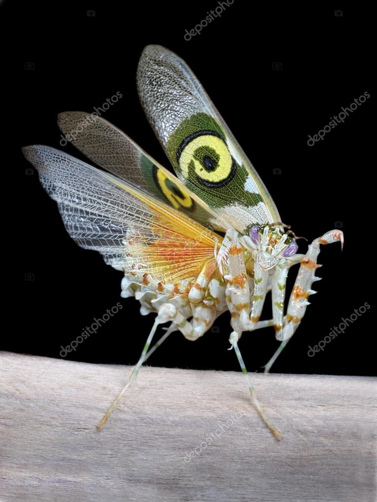 Pseudocreobotra wahlbergii male mantis show wings — Stock Photo