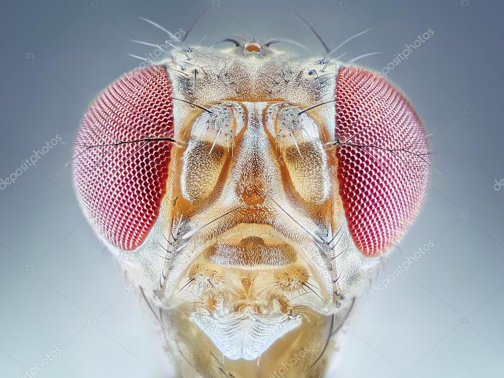Drosophila melanogaster fruit fly extreme close up macro — Stock Photo © sauce7 120957546