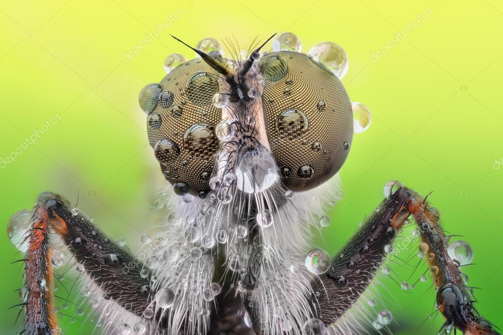 Extreme Sharp And Detailed Macro Of Robber Fly Stock Photo C Sauce7