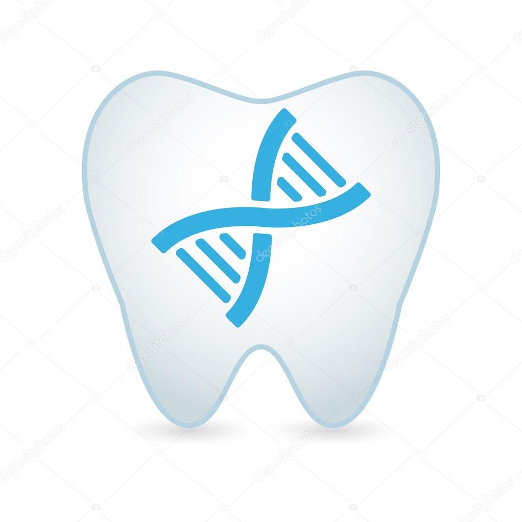 Tooth with DNA