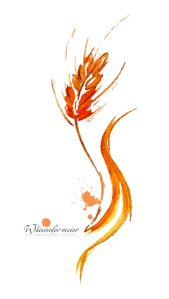 Suluboya buğday kulak