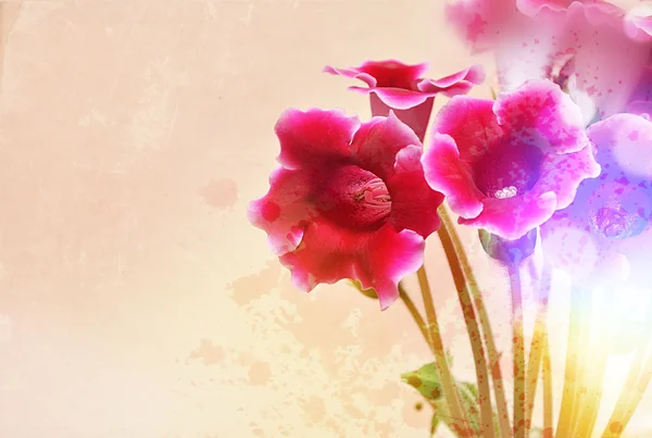 Gloksynia kwiat — Zdjęcie stockowe