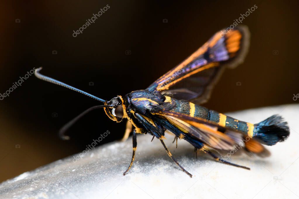 the yellow-legged clearwing (Synanthedon vespiformis)