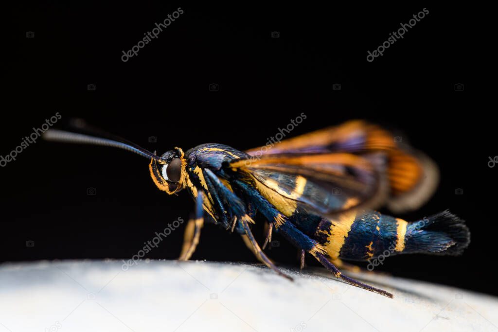 the yellow-legged clearwing (Synanthedon vespiformis)