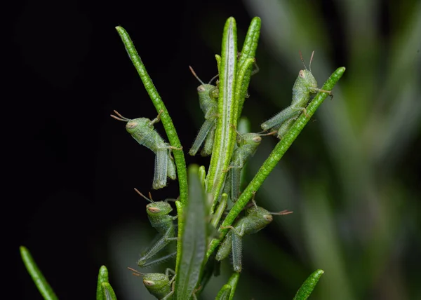 Aegyptium Nymphs 이집트 메뚜기 이집트 메뚜기 — 스톡 사진