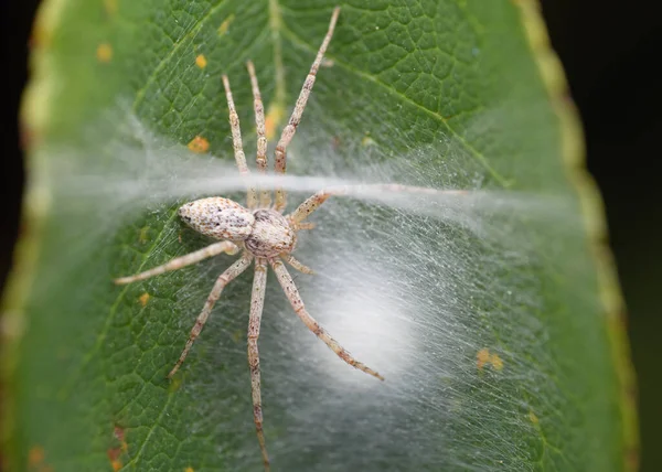 Araña Cangrejo Hembra Philodromus Cespitum Con Huevos — Foto de Stock