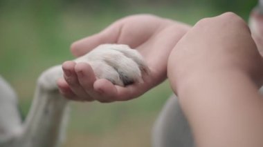 Beyaz bir erkeğin elindeki köpek patisinin yakın çekimi. Parkta ya da açık havada tanınmayan bir hayvan ve sahibi var. Bakım ve birlik kavramı.