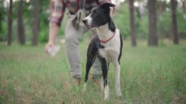 Młody pies stojący w lesie lub parku z zamazanym mężczyzną zbierającym swoje kupy w tle. Uśmiechnięty biały mężczyzna z domowym zwierzakiem na świeżym powietrzu w letni poranek. Odpowiedzialna własność zwierząt domowych. — Wideo stockowe