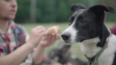 Pozitif adamın dışarıda kruvasanla köpeği beslediği yakın plan. Beyaz ve siyah evcil hayvan çiğneyen lezzetli çörekler. Hayvan sahibi ormanda ya da parkta eğleniyor..