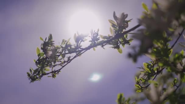 Ramo d'albero con foglie verdi e luce del sole sul cielo estivo sullo sfondo. Primavera estate natura all'aperto nel raggio di sole. Bellezza della natura concetto. — Video Stock