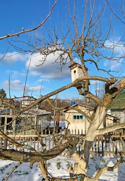 A single birdhouse in the garden on an old apple tree.