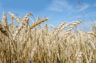 Altın buğday tarlası. Hasat et. Olgunlaşan buğday tarlalarının arka planı. Seçici odak.