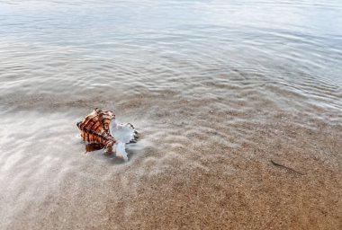 Deniz kabuklu kumu kapat. Kumsalda deniz kabukları, seçici bir odak noktası. Sahil arkaplanı