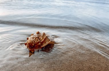 Deniz kabuklu kumu kapat. Kumsalda deniz kabukları, seçici bir odak noktası. Sahil arkaplanı