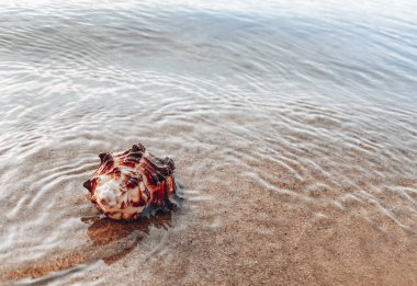 Deniz kabuklu kumu kapat. Kumsalda deniz kabukları, seçici bir odak noktası. Sahil arkaplanı