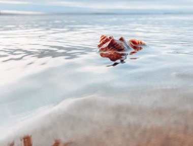 Deniz kabuklu kumu kapat. Kumsalda deniz kabukları, seçici bir odak noktası. Sahil arkaplanı