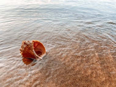 Deniz kabuklu kumu kapat. Kumsalda deniz kabukları, seçici bir odak noktası. Sahil arkaplanı