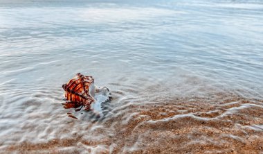 Deniz kabuklu kumu kapat. Kumsalda deniz kabukları, seçici bir odak noktası. Sahil arkaplanı