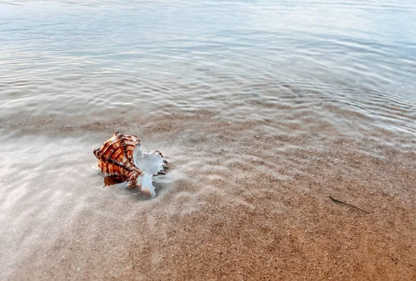 Deniz kabuklu kumu kapat. Kumsalda deniz kabukları, seçici bir odak noktası. Sahil arkaplanı