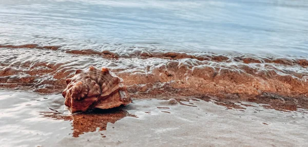 Deniz kabuklu kumu kapat. Kumsalda deniz kabukları, seçici bir odak noktası. Sahil arkaplanı