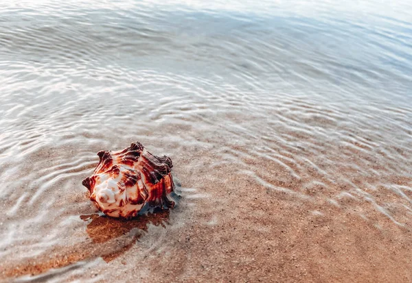 Deniz kabuklu kumu kapat. Kumsalda deniz kabukları, seçici bir odak noktası. Sahil arkaplanı