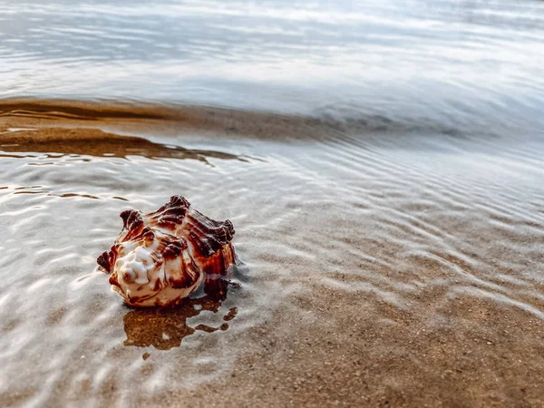 Deniz kabuklu kumu kapat. Kumsalda deniz kabukları, seçici bir odak noktası. Sahil arkaplanı