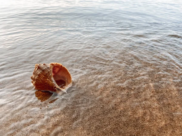Deniz kabuklu kumu kapat. Kumsalda deniz kabukları, seçici bir odak noktası. Sahil arkaplanı