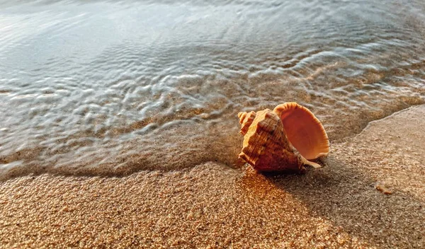 Deniz kabuklu kumu kapat. Kumsalda deniz kabukları, seçici bir odak noktası. Sahil arkaplanı