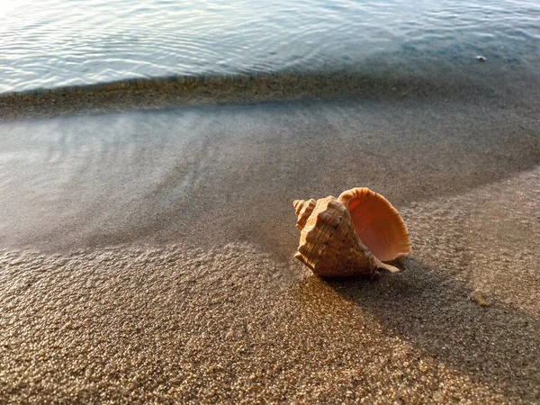 Deniz kabuklu kumu kapat. Kumsalda deniz kabukları, seçici bir odak noktası. Sahil arkaplanı
