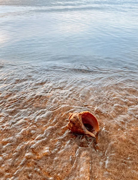 Closeup Sand Sea Shells Conch Shells Beach Selective Focus Coast — Stock Photo, Image