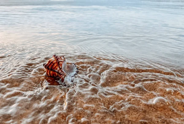 Deniz kabuklu kumu kapat. Kumsalda deniz kabukları, seçici bir odak noktası. Sahil arkaplanı