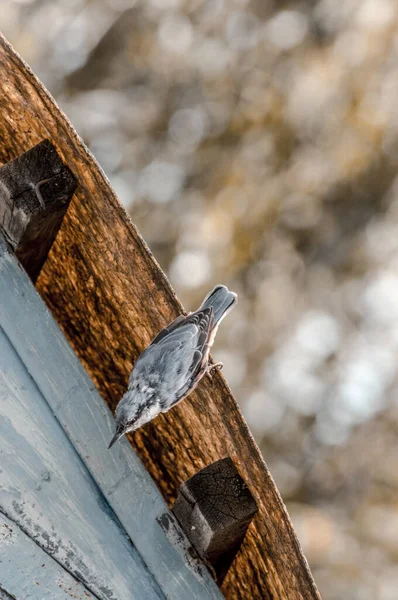 Kleiber Sitta Europaea Ein Kleiner Singvogel Mit Einem Langen Kräftigen — Stockfoto