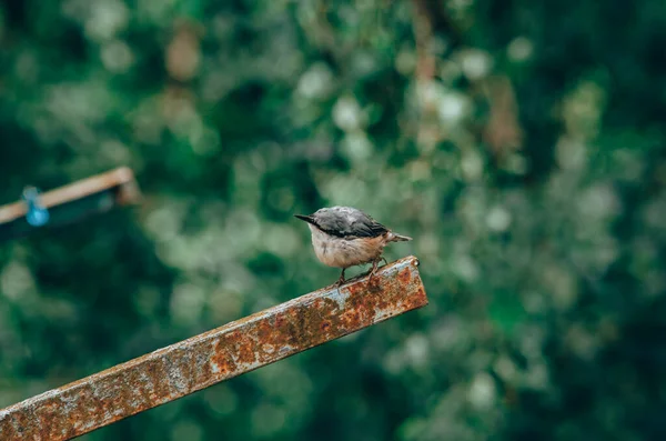 Nuthatch Sitta Europaea Pequeno Cantarilho Com Bico Longo Forte Uma — Fotografia de Stock