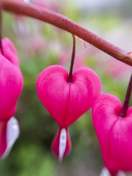 Kvetení Rostliny Dicentra Formosa Rozmazaném Pozadí Tato Květina Jiné Jméno — Stock fotografie